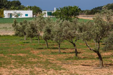 Olive Field, Formentera, Cap de Barberia, Pitiusas Adaları, Balear Community, İspanya