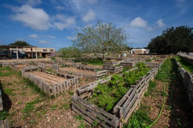 Organik gıda üretimi Formatierra, Formentera, Pitiusas Adaları, Balear Community, İspanya