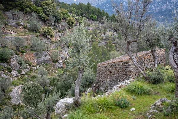 stock image Fornalutx olive groves, Mallorca, Balearic Islands, Spain