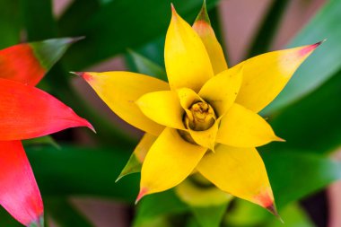 Bromeliad Çiçeği, Mallorca, Balear Adaları, İspanya