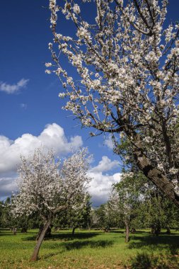 Çiçekli badem ağacı, Bunyola, Mallorca, Balear Adaları, İspanya