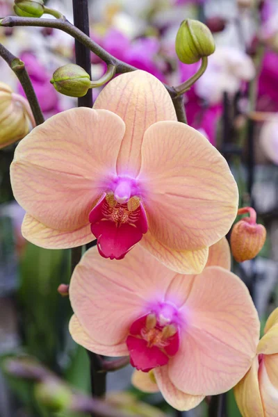 Розовая Орхидея Phalaenopsis Майорка Балеарские Острова Испания — стоковое фото