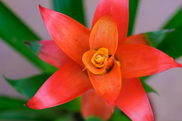 Цветок Бромелиады Балеарские Острова Испания — стоковое фото