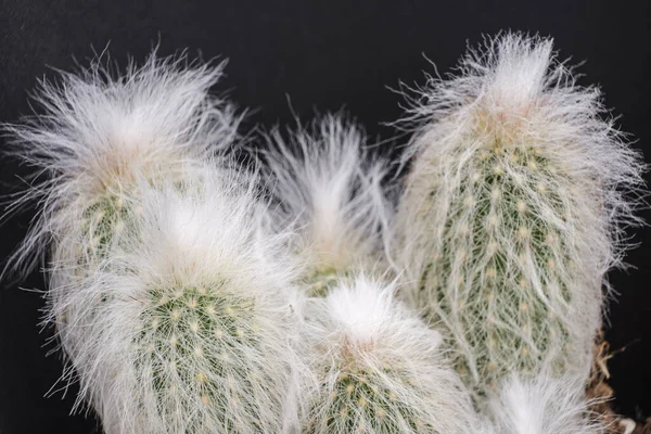 Cotton Wool Cactus Spines Pilosocereus Mallorca Balearic Islands Spain — Fotografia de Stock