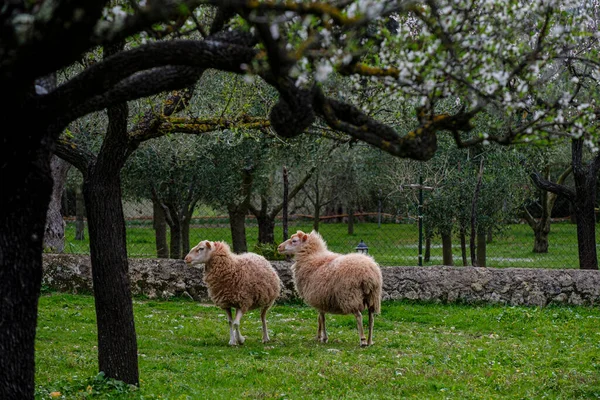 Koyunlar Badem Çiçekleri Caimari Mallorca Balear Adaları Spanya — Stok fotoğraf