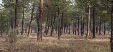 Pinus Pinaster ormanında reçine çıkarma, Montes de Coca, Segovia, İspanya