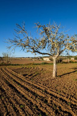 saban tarlası, Lloret de Vista Alegre, Mallorca, Balearic Adaları, İspanya