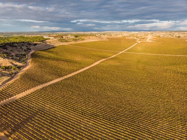 ブドウ畑 スペイン ブルゴス州 アランダ ドゥエロ — ストック写真