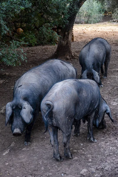 Herde Schwarzer Schweine Der Mallorquinischen Sorte Llucmajor Mallorca Spanien — Stockfoto