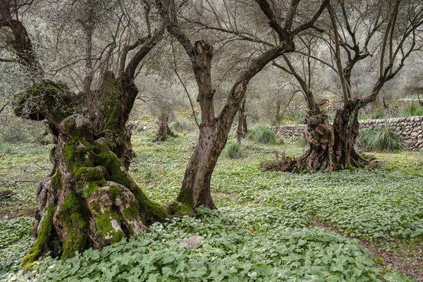 Olivträd Gården Biniforani Bunyola Mallorca Balearerna Spanien — Stockfoto
