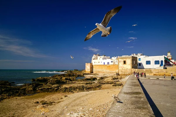 Gulls Portuguese Wall 18Th Century Essaouira Mogador Atlantic Coast Morocco Stock Picture
