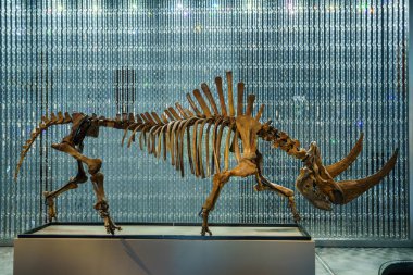 Swarovski kristalleri perdesi ve Sibirya yünlü gergedanlarının fosilleşmiş iskeleti (Coelodonta antiquitatis), Sa Bassa Blanca Müzesi (msbb