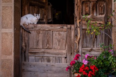 Cat in a portal, Romanillos de Atienza, Guadalajara Eyaleti, İspanya