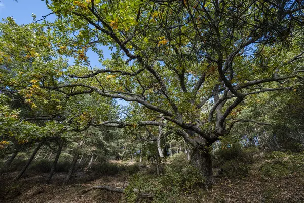 stock image Las Guensas centennial oak, Sierra Norte de Guadalajara Natural Park, Cantalojas, Guadalajara, Spain