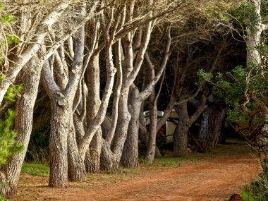 Mayorka, Balear Adaları, İspanya