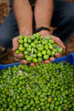 Mayorka, Balear Adaları, İspanya