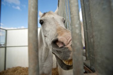 Mayorka, Balear Adaları, İspanya
