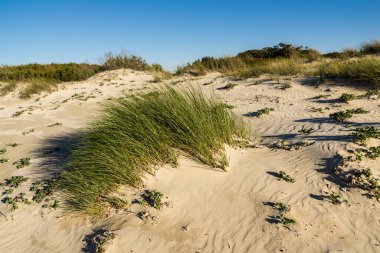 Sistema dunar, playa de Sa Rapita, Campos del Puerto, Migjorn, Mallorca, Balear Adaları, İspanya, Avrupa