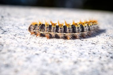 Çam işleme hattı (Thaumetopoea pityocampa), Algaida, Mallorca, Balear Adaları, İspanya