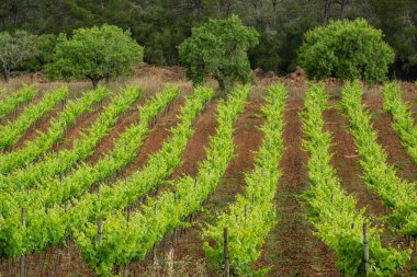 plantation of vineyards in the rain, Algaida, Mallorca, Balearic Islands, Spain
