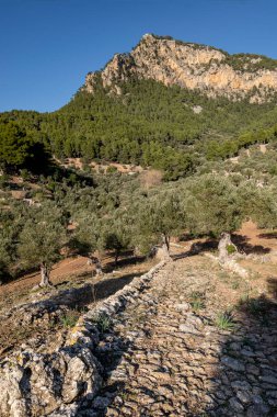 Camino empedrado del olivar de Son Moragues, antiguo camino de carro al Port de Valldemossa, Valldemossa, Mallorca, Balearic Adaları, İspanya