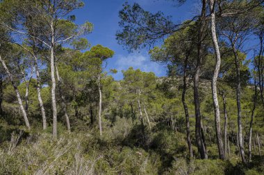Halep çamları, Puig de Randa yamacındaki orman, Llucmajor, Mallorca, Balearic Adaları, İspanya