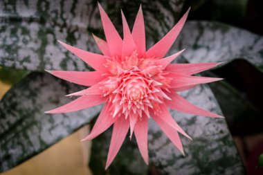 Aechmea fasciata, Mallorca, Balear Adaları, İspanya