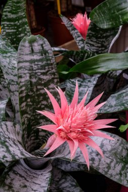 Aechmea fasciata, Mallorca, Balear Adaları, İspanya