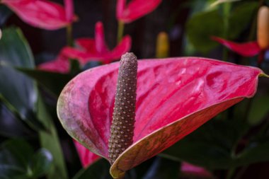 Anthurium andraenum, Mallorca, Balearic Adaları, İspanya
