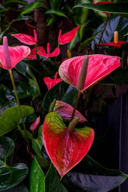 Anthurium andraenum, Mallorca, Balearic Adaları, İspanya