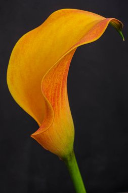 Sarı zambak, Zantedeschia aethiopica, Mallorca, Balear Adaları, İspanya