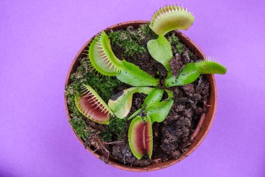 etobur bitki, Dionaea muscipula, Mallorca, Balear Adaları, İspanya