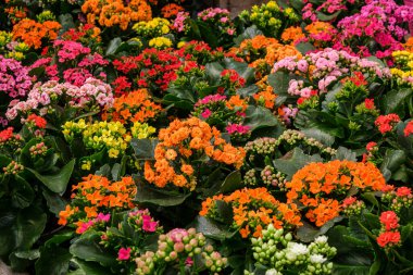 Kalanchoe, Crassulaceae familyasından, Mallorca, Balearic Adaları, İspanya