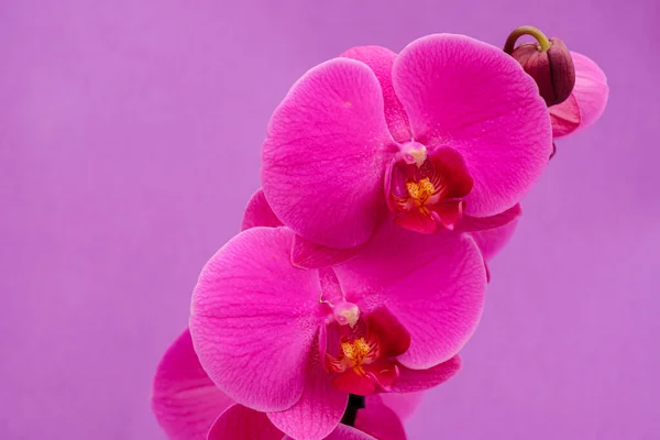 Фиолетовая Орхидея Фаленопсис Майорка Балеарские Острова Испания — стоковое фото