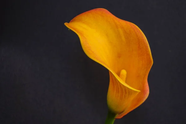 Yellow Lily Zantedeschia Aethiopica Maiorca Ilhas Baleares Espanha — Fotografia de Stock