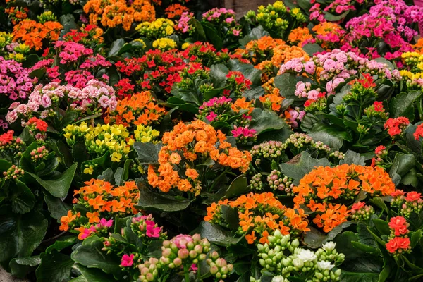 Kalanchoe, Crassulaceae familyasından, Mallorca, Balearic Adaları, İspanya