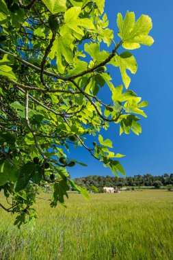 Mısır gevreği tarlasında incir ağacı, Lloret de Vistalegre, Mallorca, Balear Adaları, İspanya