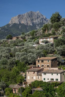 olive grove and Puig Major in the background, Soller valley, Mallorca, Balearic Islands, Spain
