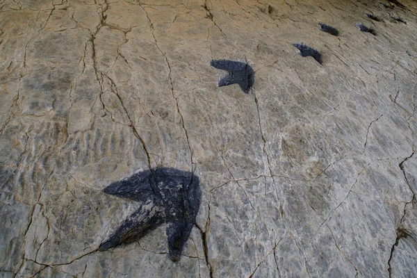 Fußabdrücke Von Dinosauriern Fundstelle Los Cayos Cornago Rioja Spanien Europa — Stockfoto
