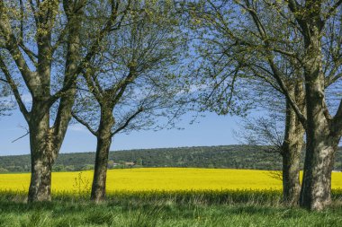 campo de colza,Brassica napus, parque natural regional de Luberon,Provenza,Francia, Europa