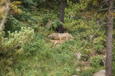 lobo (Canis lupus) , con pelaje de verano, Les Angles, pirineos catalanes, comarca de Capcir, Francia