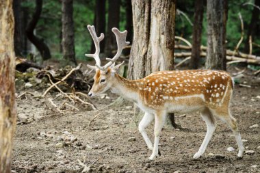 Enbarcaciones de recreo en Cala Ferrera, Cala Dor, municipio de Santanyi, islas baleares, İspanya