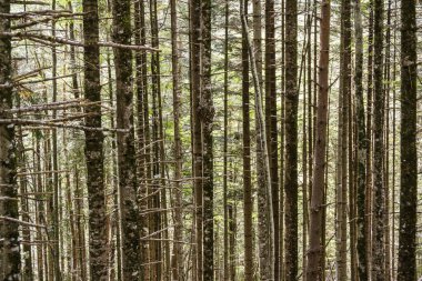 Ruta al Castillo de Acher, parque natural de los valles occidentales, pirineo aragones, Huesca, İspanya