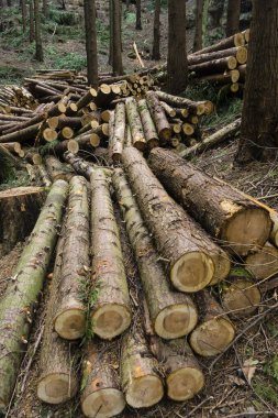 Trabajos ormanları, Parque Natural de Pagoeta, Guipuzcoa, Euzkadi, İspanya