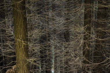 Park Natural de Pagoeta, Guipuzcoa, Euzkadi, İspanya