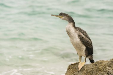 Shag (Phalacrocorax aristotelis) SAlgar, Porto Colo.Felanitx.Mallorca. Balear Adaları. İspanya.