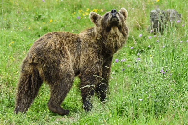 oso pardo europeo (Ursus arctos arctos), Les Angles, pirinos catalanes, comarca de Capcir, Francia