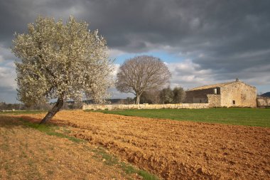 Çalışma alanı ve badem çiçeği, Prunus dulcis. Algaida. Mallora. Balear Adaları. İspanya.
