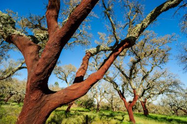 Alcornoques descorchados, Quercus suber, Os Almendres, Distrito de Evora, Alentejo, Portekiz, Avrupa