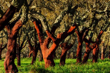 Alcornoques descorchados, Quercus suber, Os Almendres, Distrito de Evora, Alentejo, Portekiz, Avrupa